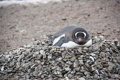 2022年IGN年度游戏提名公布：老头环 战神5入围